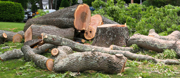 How Our Tree Care Process Works  in  Four Bridges, OH