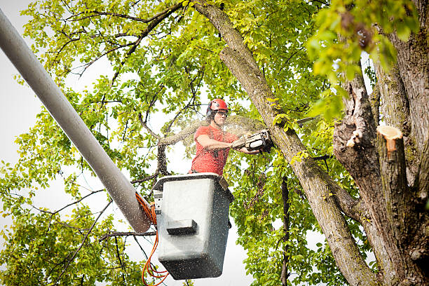 Professional Tree Services in Four Bridges, OH